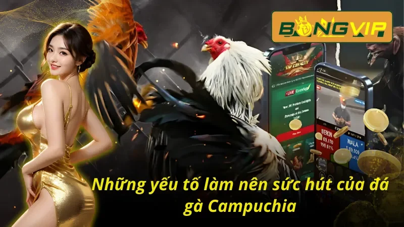 Điểm nổi bật tạo nên thương hiệu đá gà Campuchia