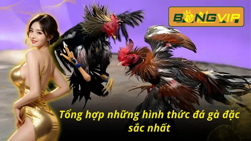 Điểm danh các hình thức đá gà Campuchia hấp dẫn nhất