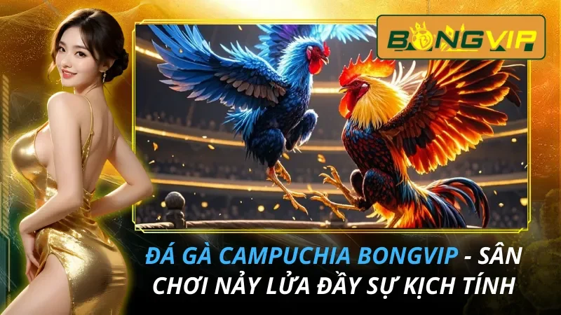 Đá Gà Campuchia - Sân Chơi Nảy Lửa Đầy Sự Kịch Tính Tại Bongvip 31 Đá Gà Campuchia - Sân Chơi Nảy Lửa Đầy Sự Kịch Tính Tại Bongvip 2026