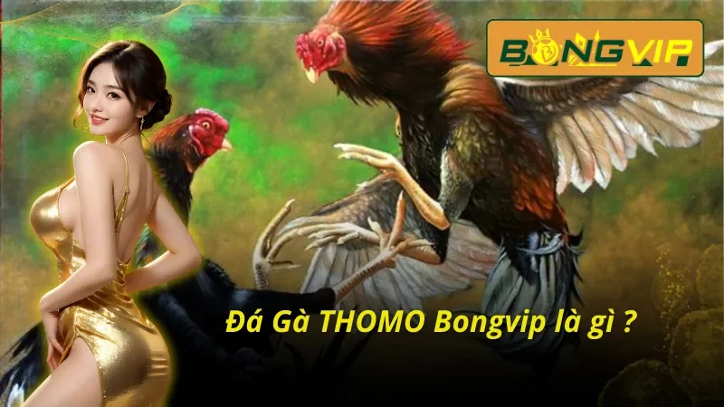 Bỏ Túi Các Hình Thức Đá Gà THOMO Đánh Bại Nhà Cái Tại Bongvip 2 Tổng quan những thông tin cơ bản về Đá Gà THOMO trực tuyến tại Bongvip