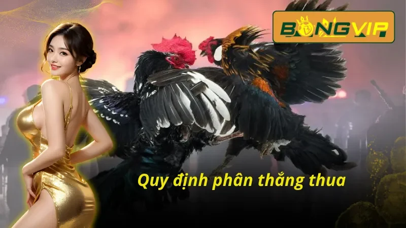 Bỏ Túi Các Hình Thức Đá Gà THOMO Đánh Bại Nhà Cái Tại Bongvip 4 Quy định phân thắng thua trong Đá Gà Trực Tuyến THOMO
