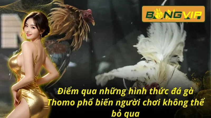 Bỏ Túi Các Hình Thức Đá Gà THOMO Đánh Bại Nhà Cái Tại Bongvip 5 Giới thiệu về các hình thức đá gà trực tiếp thomo phổ biến