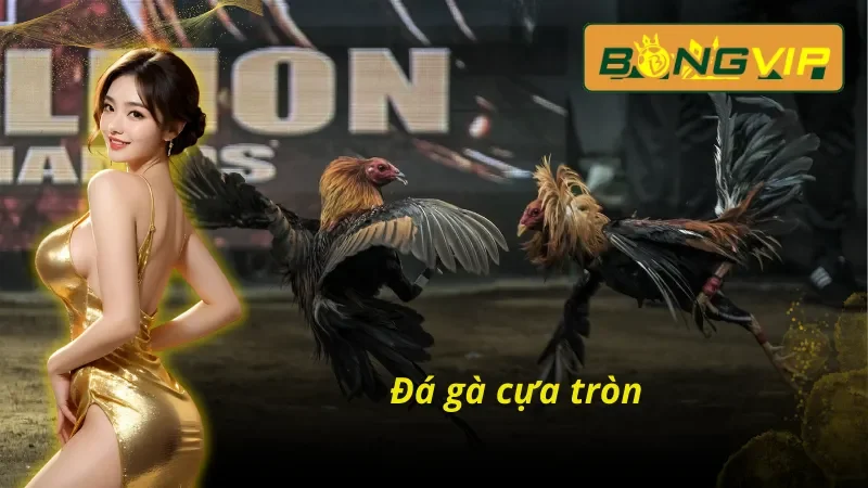 Bỏ Túi Các Hình Thức Đá Gà THOMO Đánh Bại Nhà Cái Tại Bongvip 6 Đá gà cựa tròn trong Đá Gà trực tuyến THOMO