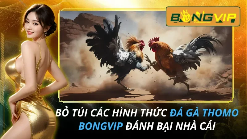 Bỏ Túi Các Hình Thức Đá Gà THOMO Hot Hit 2026 Tại Bongvip